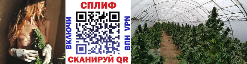 Каннабис план  Солнечногорск 